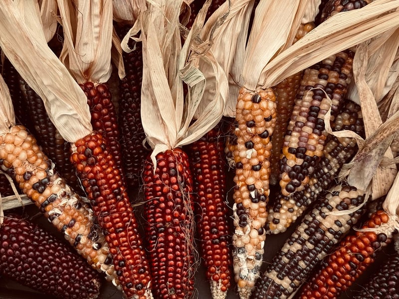 Magic Harvests