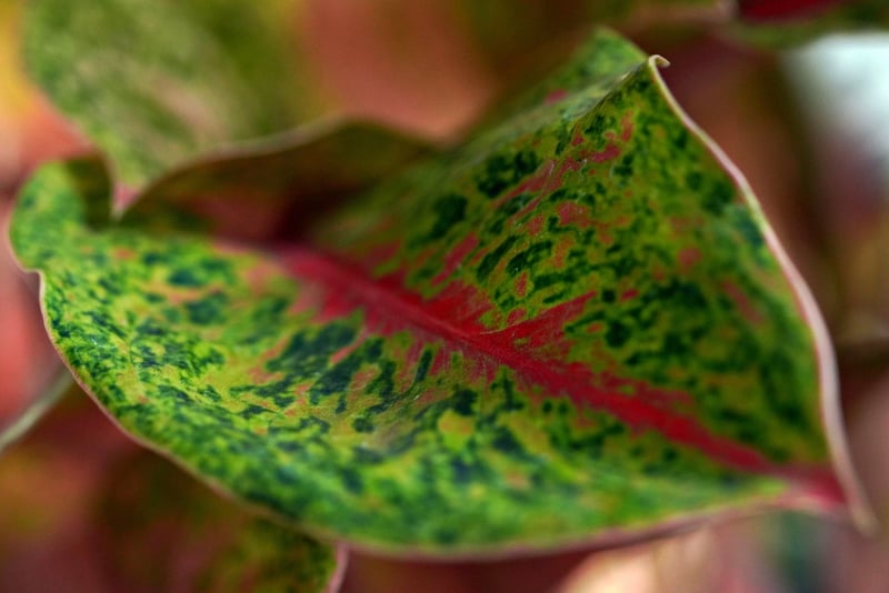 Magical Botany