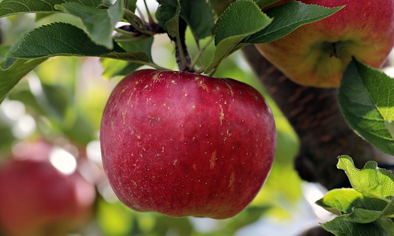 Crystal Apples