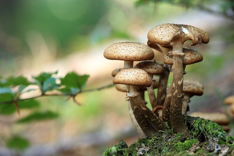 Magical Mushroom Ring
